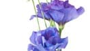 Lisianthus